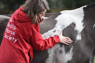 fat scoring a horse
