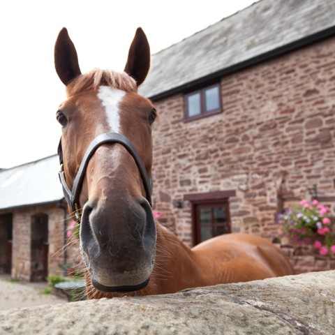 Horse In Yard